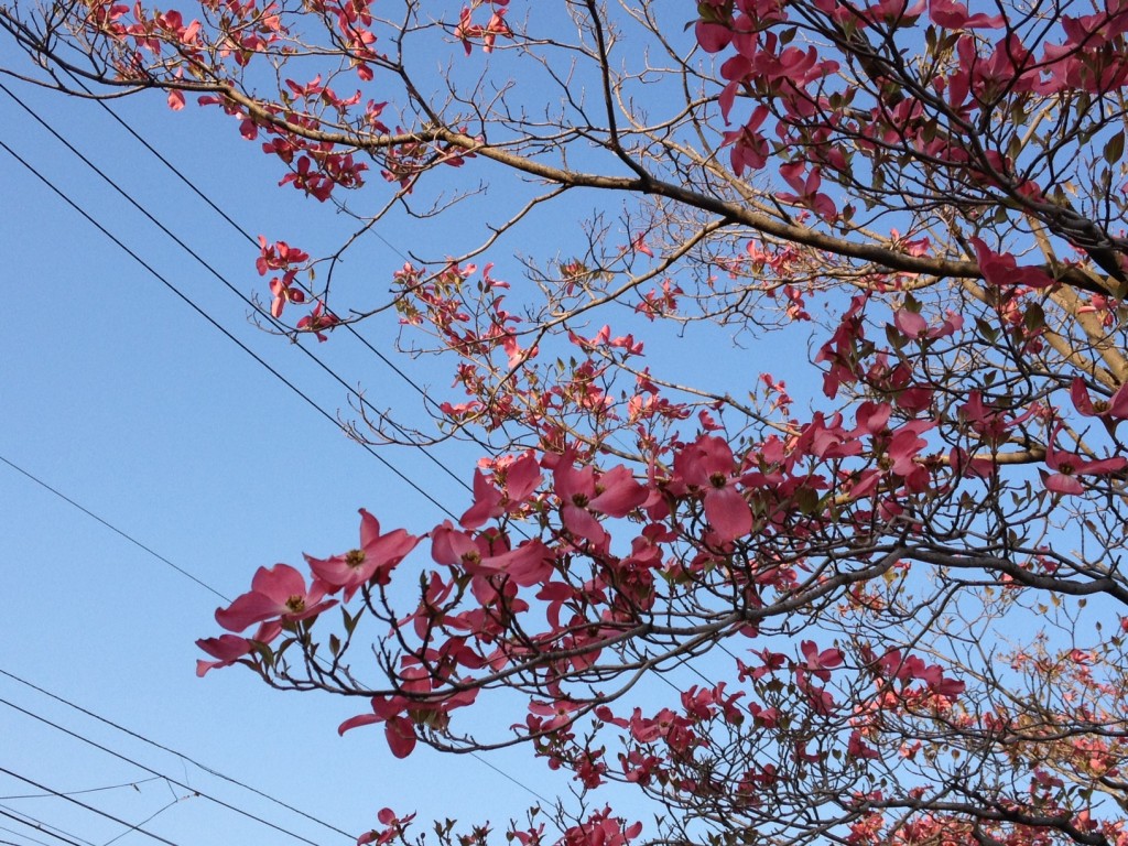 ハナミズキ（長野市内）